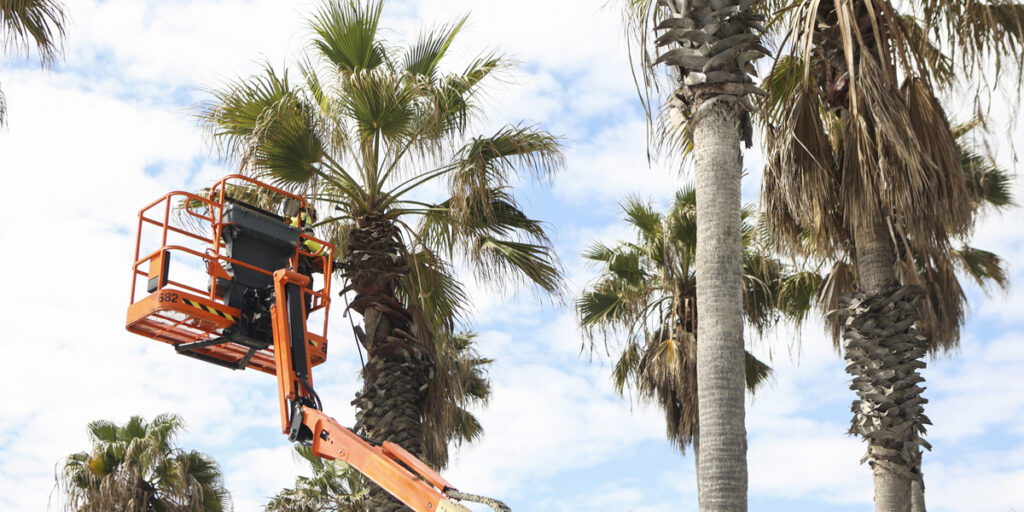 Commercial Landscaping Ventura CA - Tree Care