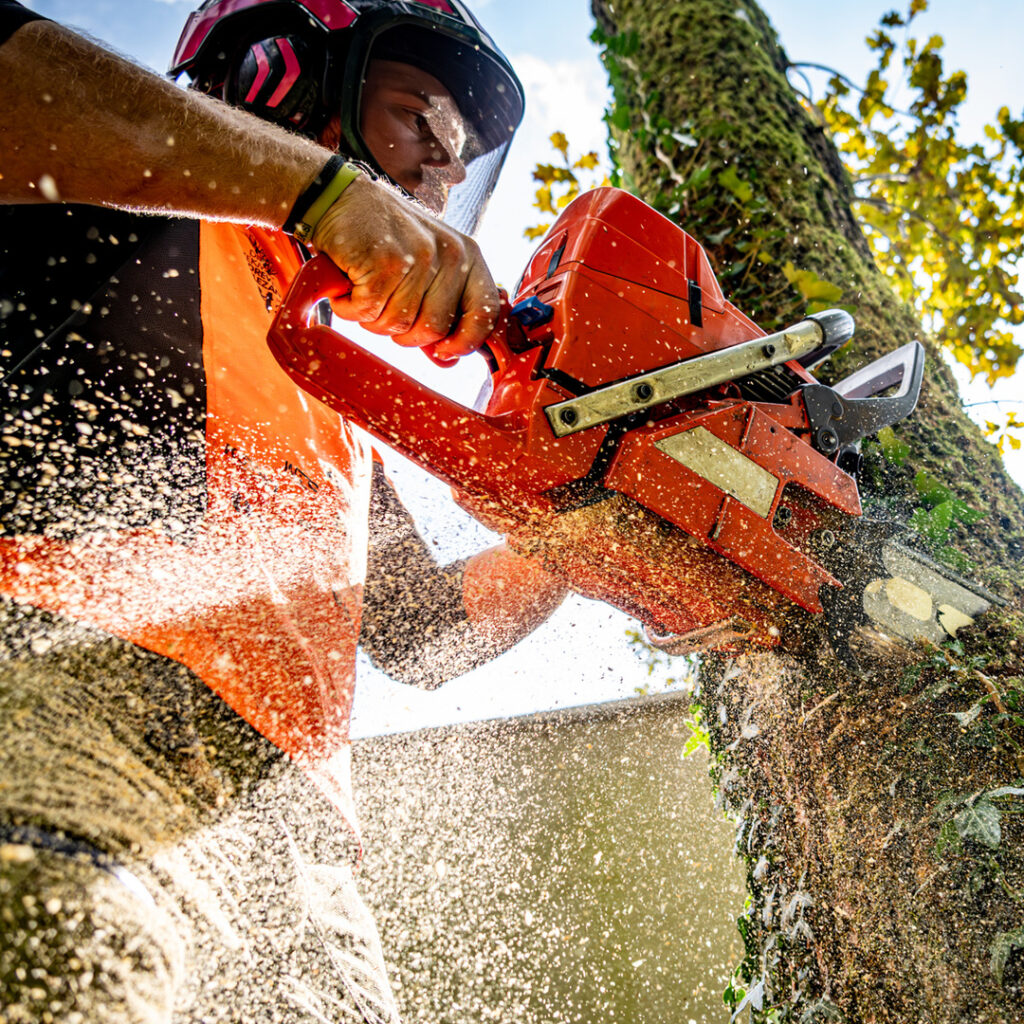 Tree Maintenance