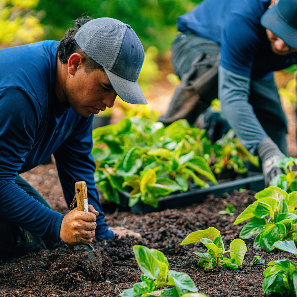 Comercial Landscaping Services